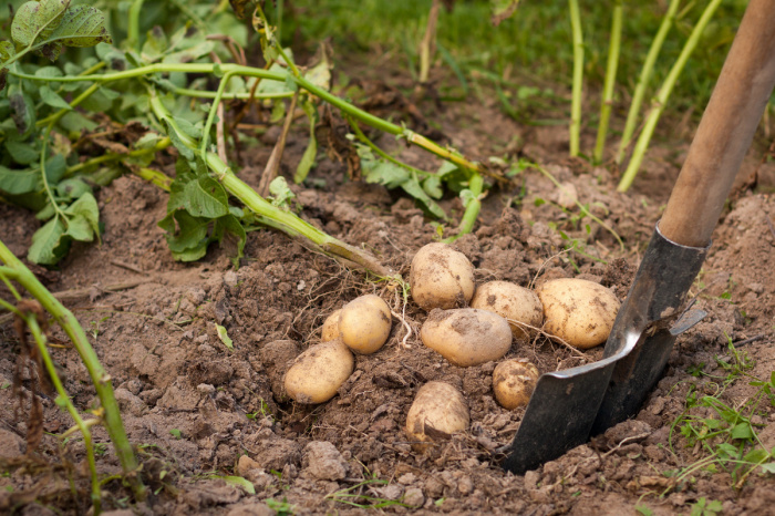 Хороший урожай картофеля можно собрать и с песчаного грунта / Фото: zelenasadyba.com.ua