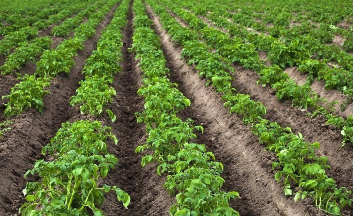 Картофель хорошо растет суглинистой почве, супесях и черноземе / Фото: my-farmer.ru