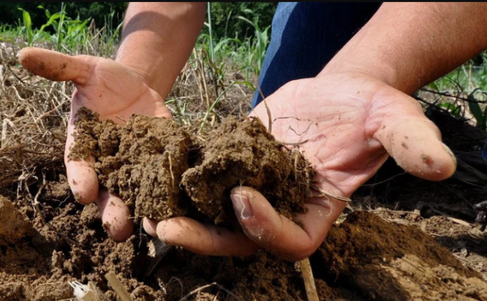 Выращивая картофель на песчаных и глинистых почвах на большой урожай не стоит рассчитывать / Фото: yandex.ru