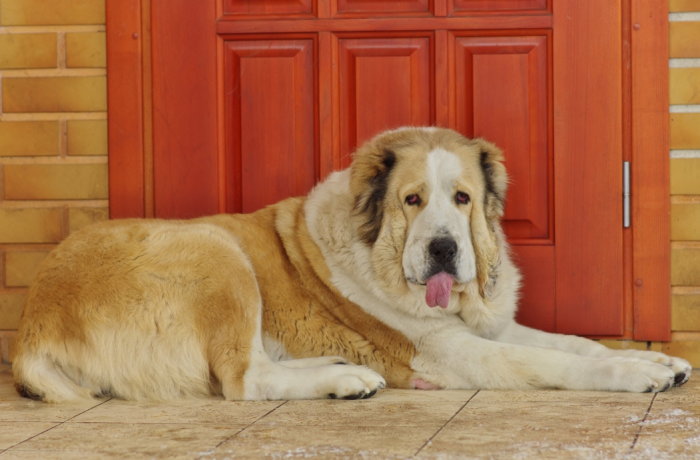 Порода собак больших размеров алабай