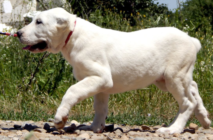Порода собак больших размеров алабай