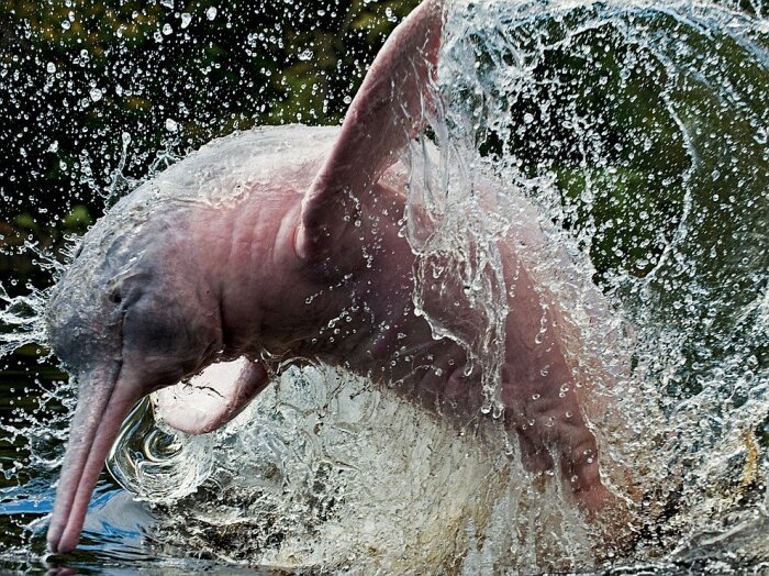 Ярким представителем морских животных, обитающих в Амазонке, выступает розовый дельфин / Фото: liveinternet.ru