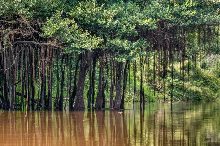 Растительность на берегах Амазонки необыкновенно красивая / Фото: ameinfo.com