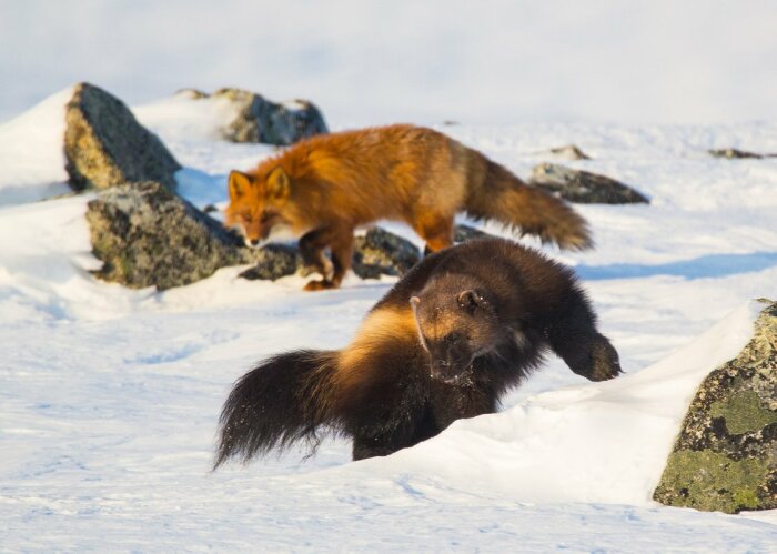 Этот статус за росомахой закрепился давно, она дает отпор целой волчьей стае, рыси и медведю / Фото: nat-geo.ru