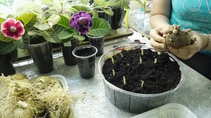 После того, как появятся корни, ростки высаживаются в грунт / Фото: YouTube