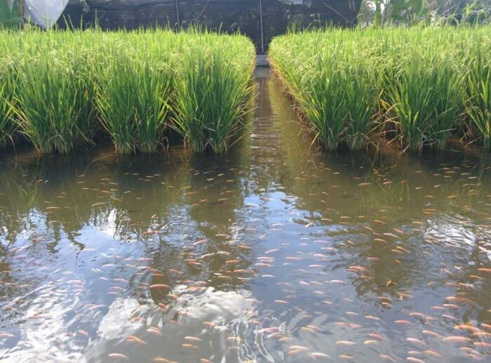 Карпы и караси: зачем на рисовые поля запускают рыбу 
