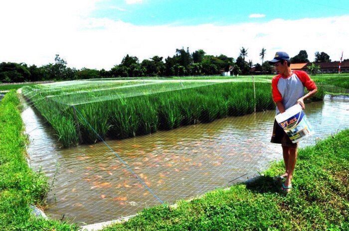 Карпы и караси: зачем на рисовые поля запускают рыбу 