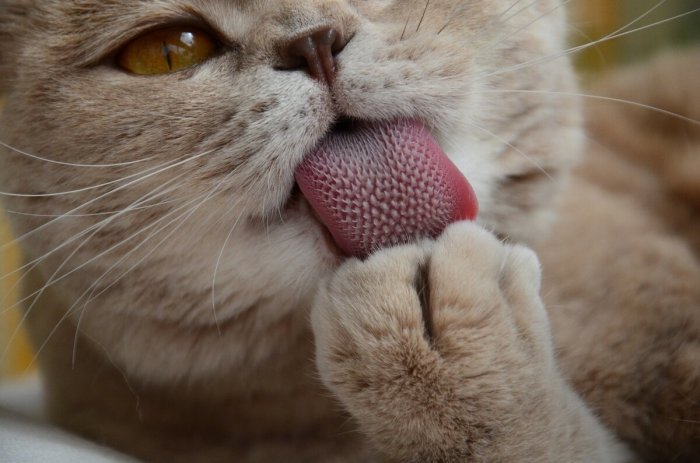 Язык котов покрыт шипами неслучайно / Фото: yandex.ua
