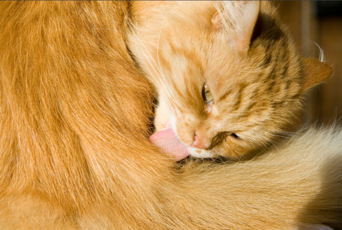 Из-за сосочков на языке кот не может выплюнуть слизанную шерсть / Фото: infokotiki.ru