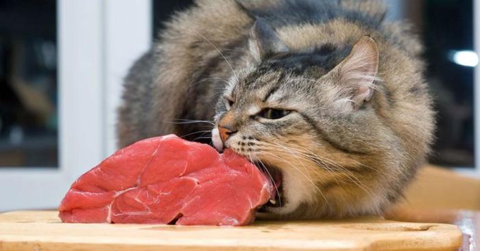 Острые шипы помогают слизывать мясо с кости / Фото: feline-nutrition.org 