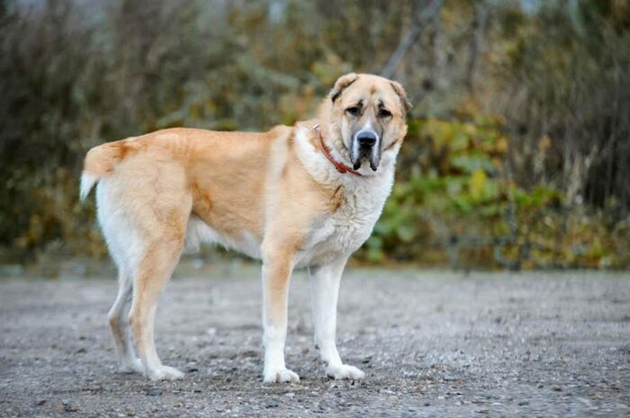 Алабай - собака сильная, мощная, крупная, с характером бойца, и это ее достоинства / Фото: usobaki.com