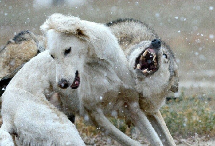 Есть некоторые породы собак, которые вполне способны справиться с таким сильным противником, как волк / Фото: m.fishki.net