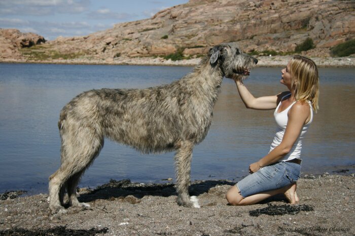 Нелюбовь, граничащая с ненавистью к хищникам, в частности к волкам, у ирландского великана генетическая / Фото: fishki.net