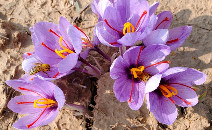 Crocus sativus - луковичное растение, цветущее осенью / Фото: blog.safarme.com