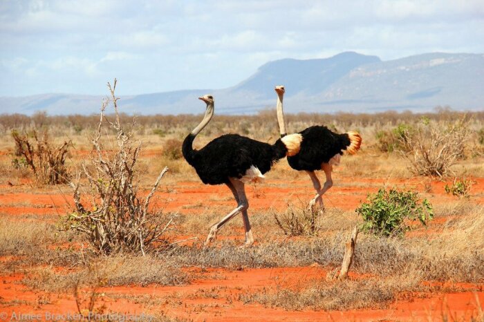 Как поступают африканские страусы, если им не повезло столкнуться с голодными гиенами 