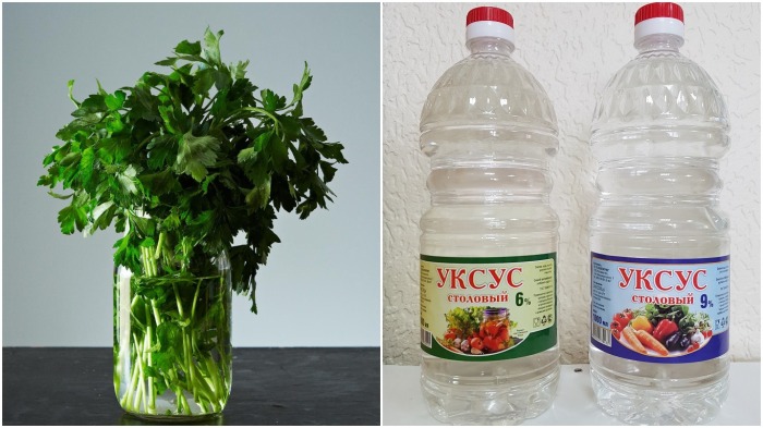 Зеленый лук, кинзу, укроп и петрушку следует поставить в холодную, подкисленную 6-процентным уксусом воду на один час / Фото: eat-me.ru