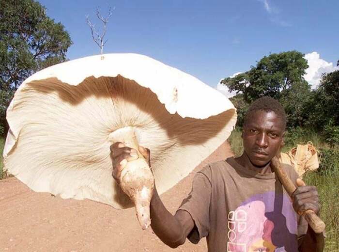 В природе есть и исключение – настоящий гигантский гриб, вырастающий до нереально больших размеров / Фото: Twitter