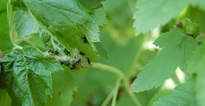 Постоянными спутниками тли выступают муравьи, которые разносят вредителя по всему растению / Фото: kursk.bezformata.com