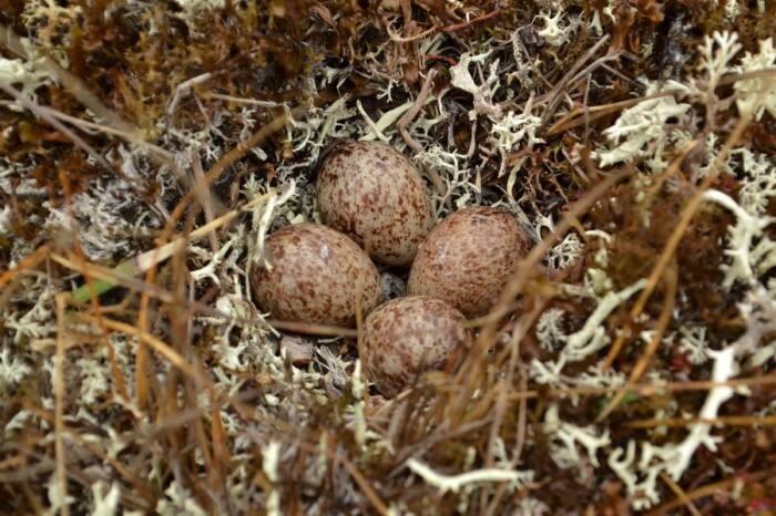 Чтобы хищники не уничтожили выводок лопатней, орнитологи забирают первую кладку яиц в инкубатор / Фото: cucanero.livejournal.com