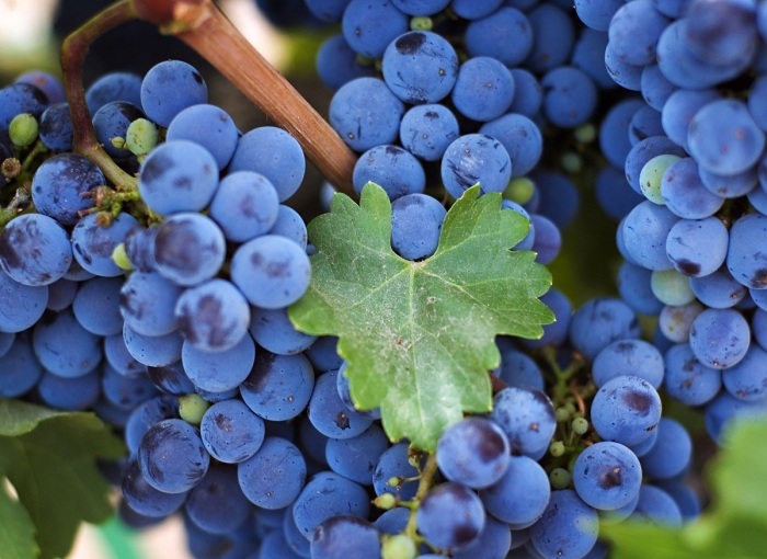 Виноград Изабелла в отличие от других сортов вкусный и пригоден к употреблению в пищу / Фото: funart.pro