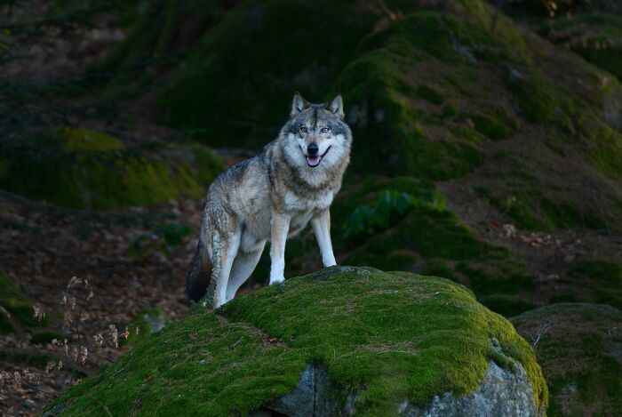 Понять волка очень сложно, как и предсказать его поведение / Фото: Pinterest