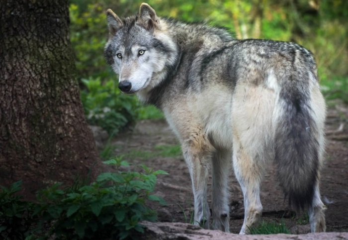 «Как волка ни корми, а он все в лес смотрит» – как только у серого хищника появится хоть малейший шанс на побег, он им обязательно воспользуется / Фото: ua-vk.ru