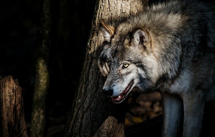 В стрессовой ситуации волк становится неуправляемый / Фото: goodfon.ru