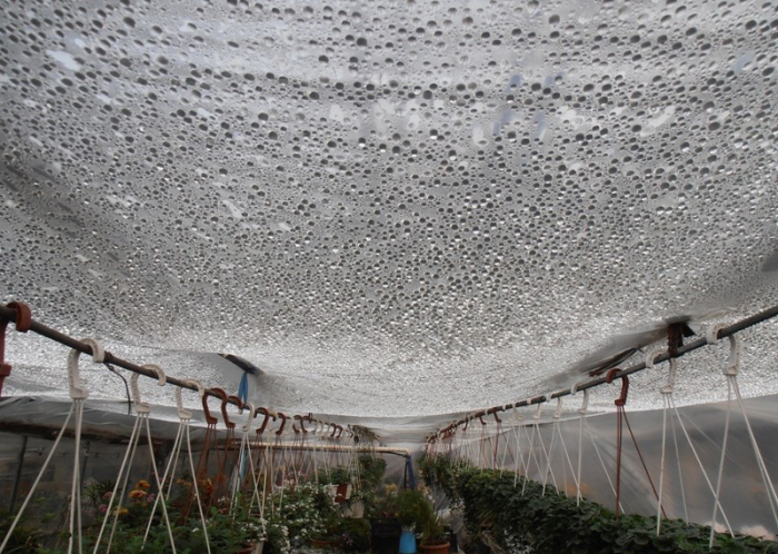 Одной из причин активного размножения водорослей является высокая влажность почвы / Фото: teplica-exp.ru