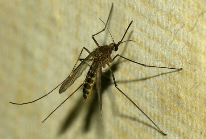 У самок комаров настолько острое обоняние, что они способны почувствовать человека за сотни метров / Фото: stopklopu.com