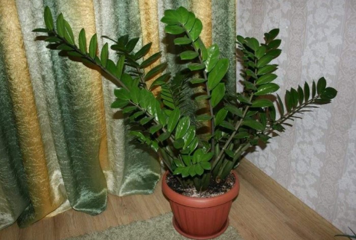 Растение часто называют долларовым деревом из-за сходства листьев с монетами / Фото: fb.ru