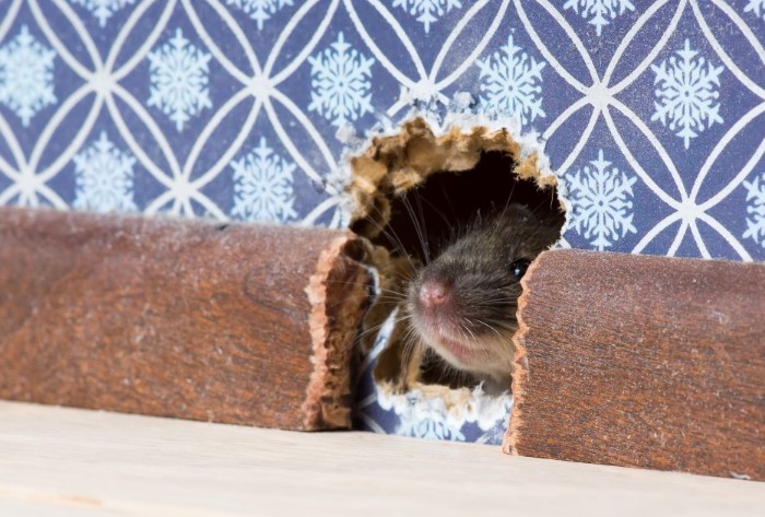 Чтобы мышь не проникла в ваш дом, заделайте дыры металлической губкой / Фото: wpcluster.dctdigital.com