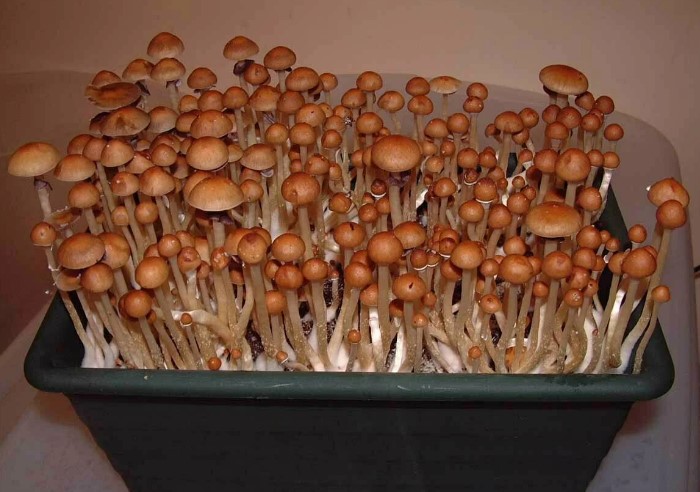 «Ничего сложного»: как вырастить грибы в домашних условиях