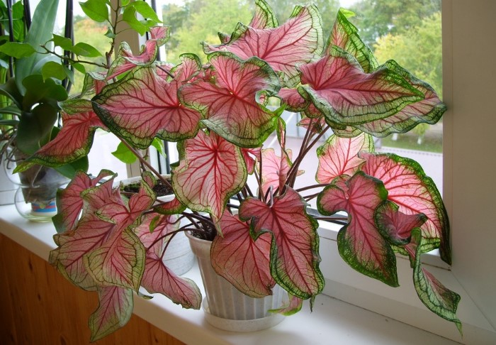 Внешность вредных растений крайне обманчива / Фото: forum.bestflowers.ru