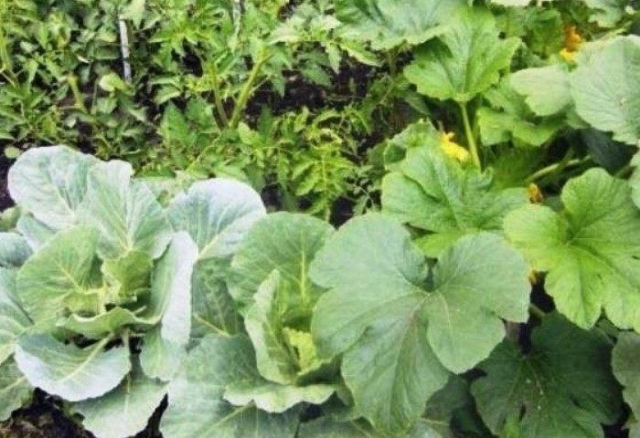 Садите огурцы и капусту рядом на грядке / Фото: i.mycdn.me