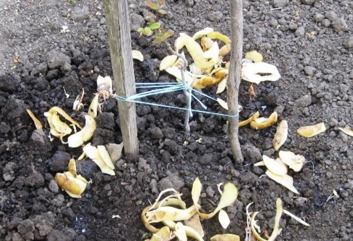  Разбросайте имеющиеся картофельные очистки по огороду и оставьте их потихоньку перегнивать / Фото: ogorod23.ru