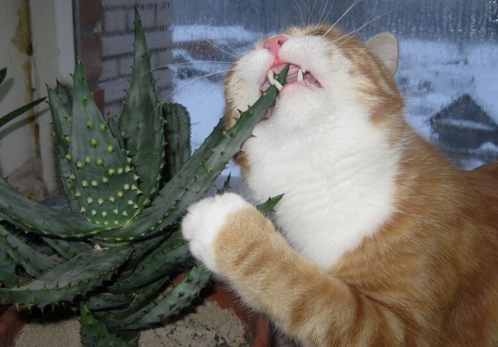 Котам стоит быть осторожнее с комнатными растениями / Фото: forum.sevastopol.info