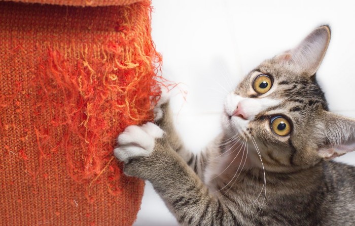 На какое-то время придется нанести мазь на мебель, чтобы отучить кота / Фото: prohvost.club