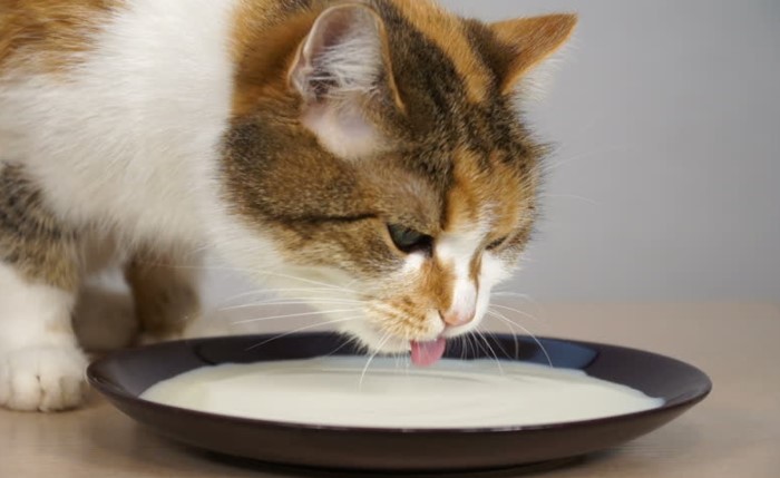 Во взрослом возрасте молоко становится вредным для пищеварения, а у котов возникает диарея, метеоризм / Фото: stihi.ru
