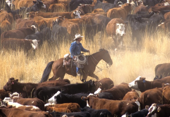 Ковбои - это не героические персонажи, а пастухи, которые пасли стада коров на прериях / Фото: s3.wp.wsu.edu