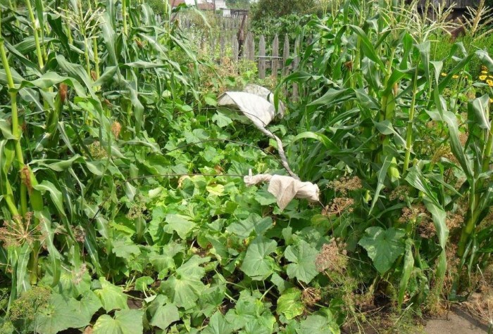 Кукуруза притемняет огурцы, арбузы, дыни, тыквы / Фото: i.pinimg.com