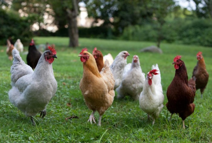 Цвет скорлупы зависит от породы курицы и оттенка ее оперения / Фото: fb.ru