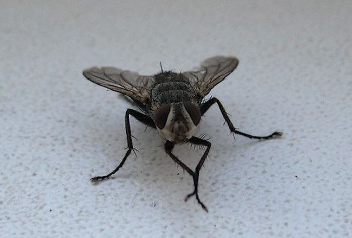 Так мухи чистятся, начиная с крыльев, спинки, а в конце тщательно потирают лапками, уделяя им особое внимание / Фото: p4.tabor.ru