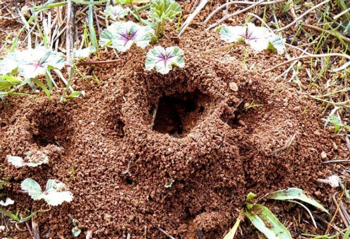 В саду обитают лесные муравьи и мирмики / Фото: garden-zoo.ru
