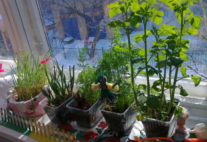 На подоконнике можно выращивать овощи круглый год / Фото: maam.ru