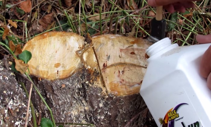 Гербициды стоит использовать сразу после срезания дерева / Фото: tepliepol.ru