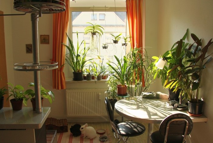 С комнатными растениями в квартире сразу станет уютнее / Фото: fb.ru