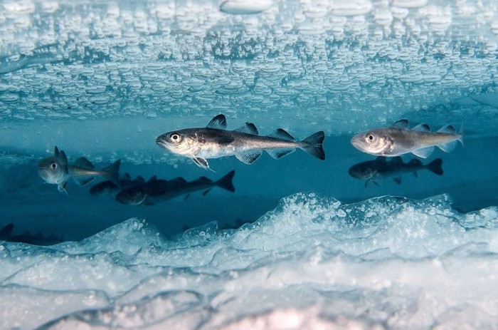 Рыбы легко адаптируются к разным температурам, поэтому они не чувствуют холода / Фото: kipmu.ru
