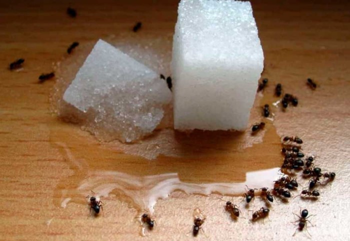 Сахар - слабость муравьев / Фото: dezinsektor.spb.ru