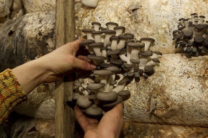 Вырывайте грибы вместе с ножками, чтобы освободить место для следующего урожая / Фото: lifeha.ru