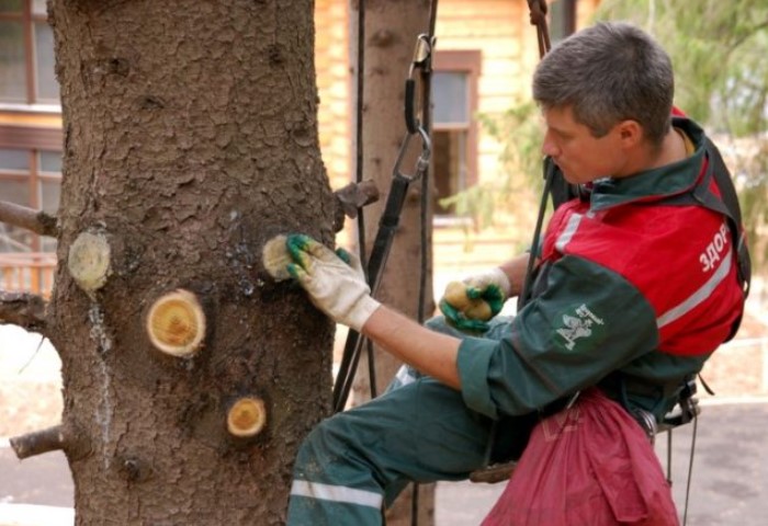 Срез на кольцо - самая распространенная техника, которую используют для полного удаления толстой ветви / Фото: dacha.help 